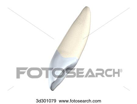 Oblique 3/4 view of the upper right lateral incisor. View Large Illustration Stock Illustration - Oblique 3/4 view of the upper right lateral incisor.. Fotosearch
