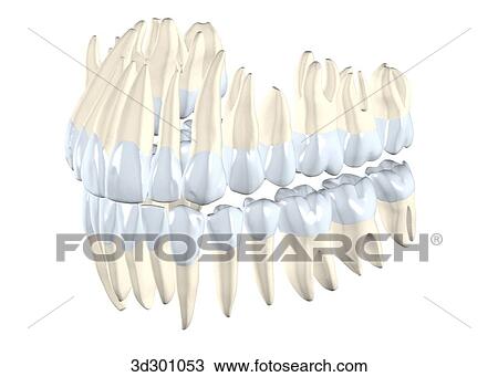 Oblique 3/4 view of upper and lower teeth. View Large Illustration Drawing - Oblique 3/4 view of upper and lower teeth.. Fotosearch