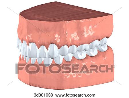Oblique view of upper and lower teeth with gums. View Large Illustration Stock Illustration - Oblique view of upper and lower teeth with gums.. Fotosearch