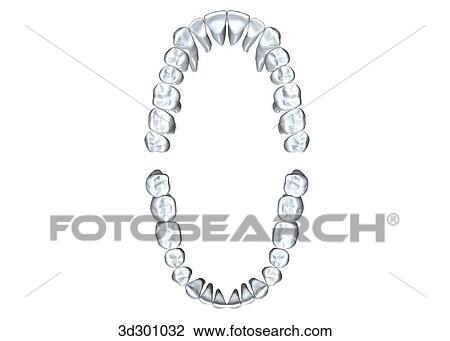 Drawing - Overview of permanent dentition.. Fotosearch