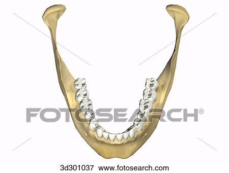 Superior view of lower teeth with bottom part of jaw. View Large Illustration Stock Illustration - Superior view of lower teeth with bottom part of jaw.. Fotosearch