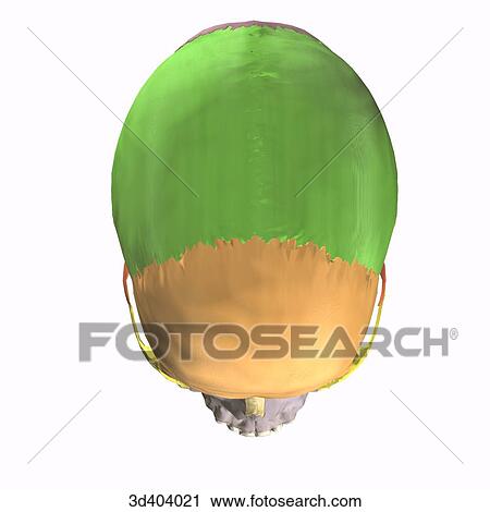 Adult articulated skull as seen from above. View Large Illustration Clip Art - Adult articulated skull as seen from above.. Fotosearch