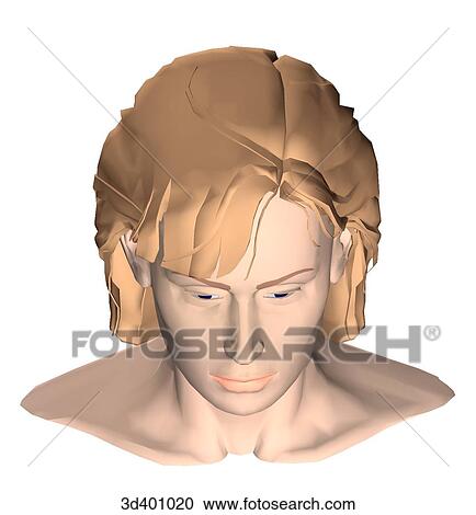 Adult female head as seen from above. View Large Illustration Clipart - Adult female head as seen from above.. Fotosearch