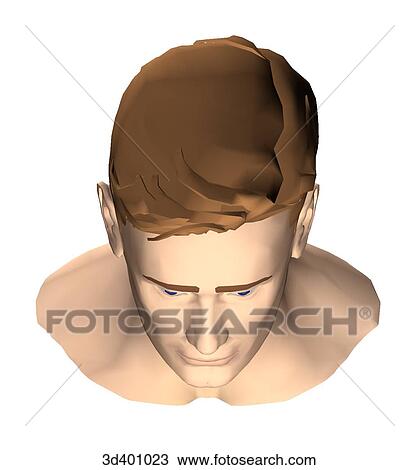 Adult male head as seen from above. View Large Illustration Drawing - Adult male head as seen from above.. Fotosearch