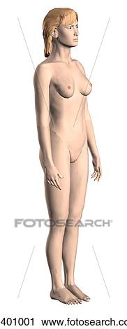 Clip Art - Anterior 3/4 external view of an adult female.. Fotosearch