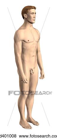 Stock Illustration - Anterior 3/4 external view of an adult male.. Fotosearch