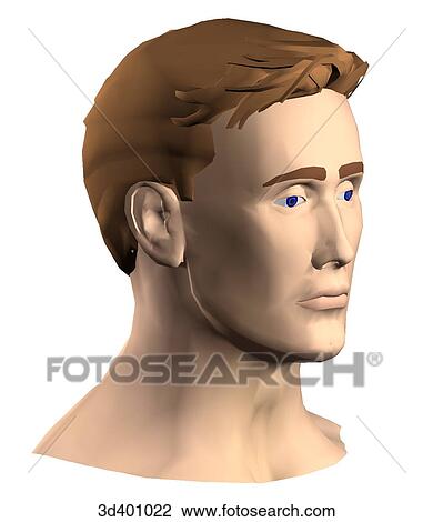 Drawing - Anterior 3/4 view of an adult male head.. Fotosearch