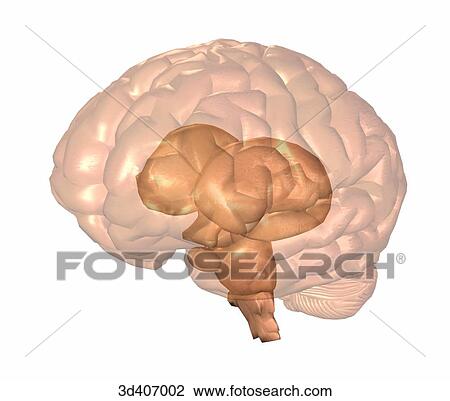 Drawing - Anterior 3/4 view of brain with transparent cortex illustrating midbrain and brainstem.. Fotosearch