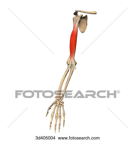 Anterior isolated view of the biceps muscle showing skeletal attachments. View Large Illustration Stock Illustration - Anterior isolated view of the biceps muscle showing skeletal attachments.. Fotosearch