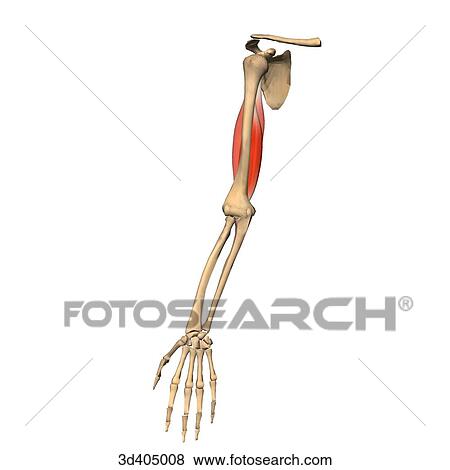 Stock Illustration - Anterior isolated view of the triceps muscle showing skeletal attachments.. Fotosearch