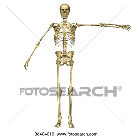 Clipart - Anterior view of a full human skeleton with left arm raised 90 degrees and right arm at 45 degrees.. Fotosearch