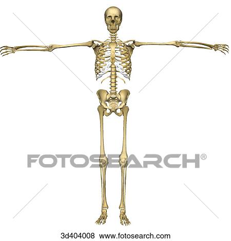 Anterior view of a full human skeleton with both arms raised 90 degrees. View Large Illustration Stock Illustration - Anterior view of a full human skeleton with both arms raised 90 degrees.. Fotosearch