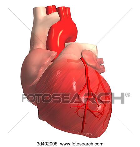 Stock Illustration - Anterior view of a heart showing anterior and posterior branching of the highlighted left coronary artery.. Fotosearch