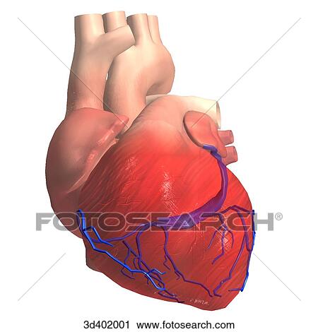 Clip Art - Anterior view of a heart showing the branching of the coronary veins.. Fotosearch