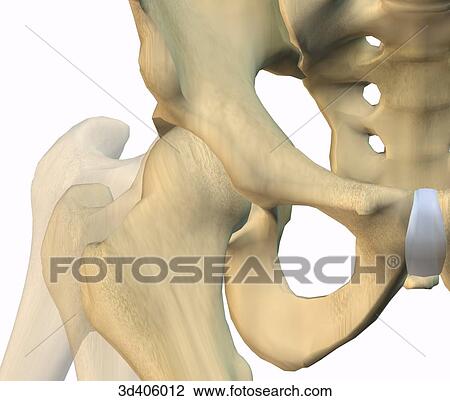 Anterior view of a hip joint showing range of motion. View Large Illustration Drawing - Anterior view of a hip joint showing range of motion.. Fotosearch