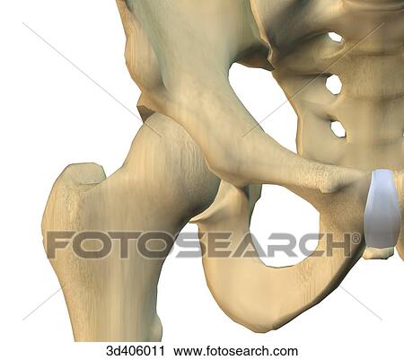 Clip Art - Anterior view of close up of hip joint showing only skeletal anatomy.. Fotosearch