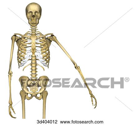 Anterior view of human skeleton from mid-thigh upwards with left arm raised 45 degrees. View Large Illustration Drawing - Anterior view of human skeleton from mid-thigh upwards with left arm raised 45 degrees.. Fotosearch