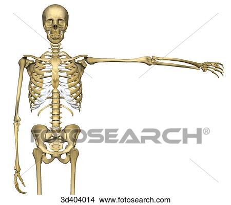 Anterior view of human skeleton from mid-thigh upwards with left arm raised 90 degrees. View Large Illustration Stock Illustration - Anterior view of human skeleton from mid-thigh upwards with left arm raised 90 degrees.. Fotosearch