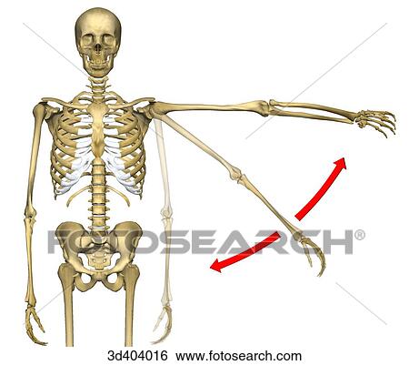 Anterior view of human skeleton from mid-thigh to head with left arm being raised in direction of arrows. View Large Illustration Stock Illustration - Anterior view of human skeleton from mid-thigh to head with left arm being raised in direction of arrows.. Fotosearch