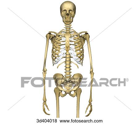 Anterior view of human skeleton from mid-thigh to head with arms at sides. View Large Illustration Stock Illustration - Anterior view of human skeleton from mid-thigh to head with arms at sides.. Fotosearch