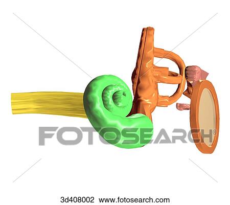 Drawing - Anterior view of inner ear anatomy.. Fotosearch