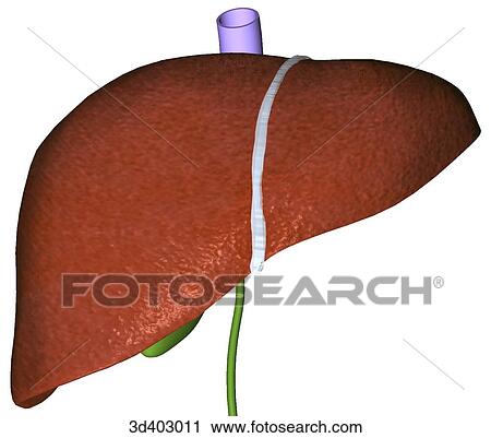 Anterior view of liver showing falciform and round ligaments and part of gallbladder and inferior vena cava. View Large Illustration Clip Art - Anterior view of liver showing falciform and round ligaments and part of gallbladder and inferior vena cava.. Fotosearch