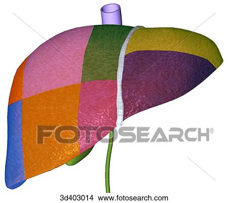 Anterior view of liver showing segments. View Large Illustration Stock Illustration - Anterior view of liver showing segments.. Fotosearch