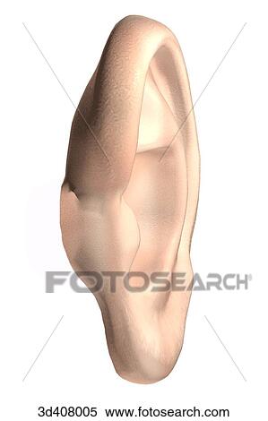 Anterior view of outer ear. View Large Illustration Stock Illustration - Anterior view of outer ear.. Fotosearch