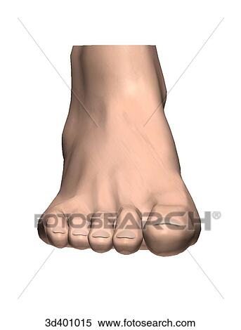 Stock Illustration - Anterior view of the foot.. Fotosearch