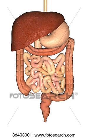Anterior view of the stomach, liver, colon, small intestines, and rectum. View Large Illustration Clip Art - Anterior view of the stomach, liver, colon, small intestines, and rectum.. Fotosearch