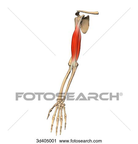 Anterior view of the upper arm showing the biceps and triceps muscles and their skeleal attachments. View Large Illustration Clip Art - Anterior view of the upper arm showing the biceps and triceps muscles and their skeleal attachments.. Fotosearch