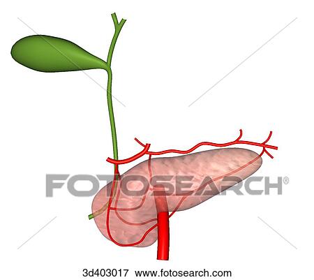Anterior view of transparent pancreas showing gallbladder and pancreatic, common bile, cystic, and hepatic ducts. View Large Illustration Stock Illustration - Anterior view of transparent pancreas showing gallbladder and pancreatic, common bile, cystic, and hepatic ducts.. Fotosearch