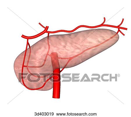 Stock Illustration - Anterior view of transparent pancreas showing arterial supply on both side of pancreas.. Fotosearch
