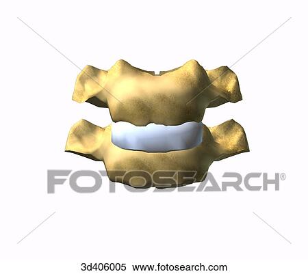 Anterior view of two cervical vertebrae. View Large Illustration Stock Illustration - Anterior view of two cervical vertebrae.. Fotosearch