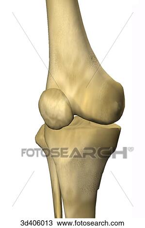 Anterolateral view of an extended knee joint. View Large Illustration Drawing - Anterolateral view of an extended knee joint.. Fotosearch