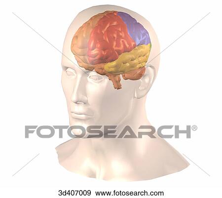 Stock Illustration - Anterolateral view of brain within a transparent head, cortical areas of left side of brain have been colored.. Fotosearch