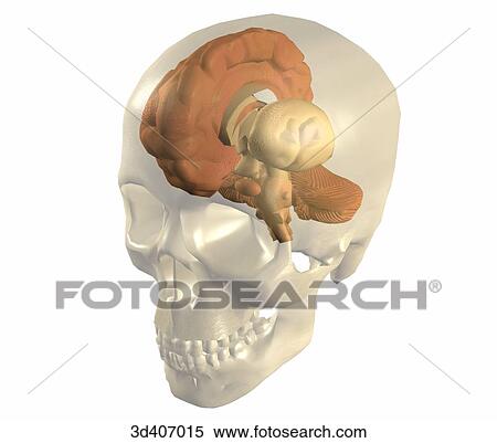 Anterolateral view of brain within a transparent skull, left cerebral lobe has been removed. View Large Illustration Stock Illustration - Anterolateral view of brain within a transparent skull, left cerebral lobe has been removed.. Fotosearch