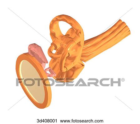 Clip Art - Anterolateral view of inner ear anatomy.. Fotosearch