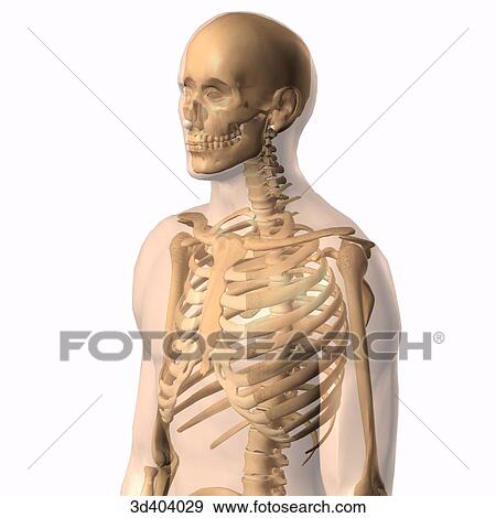 Stock Illustration - Anterolateral view of male skeleton within a transparent body from the head to the navel.. Fotosearch