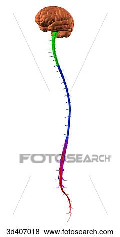Anterolateral view of spinal cord with areas colored. View Large Illustration Stock Illustration - Anterolateral view of spinal cord with areas colored.. Fotosearch