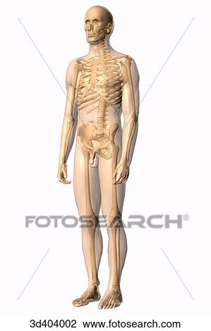 Anterolateral view of the male skeleton with a transparent body. View Large Illustration Drawing - Anterolateral view of the male skeleton with a transparent body.. Fotosearch