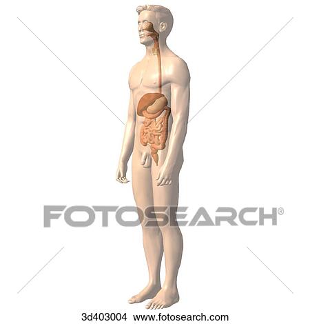 Stock Illustration - Anterolateral view of the stomach, liver, colon, small intestines, and rectum in situ.. Fotosearch