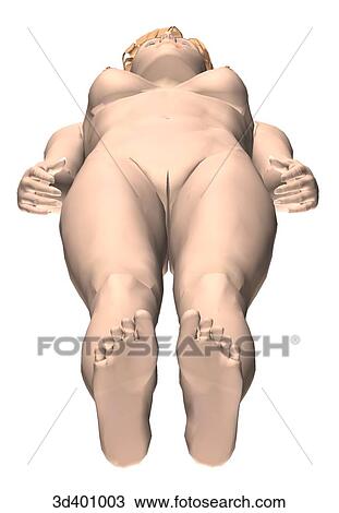Drawing - External view of an adult female from below.. Fotosearch
