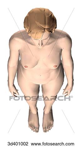 Drawing - External view of an adult female seen from above.. Fotosearch