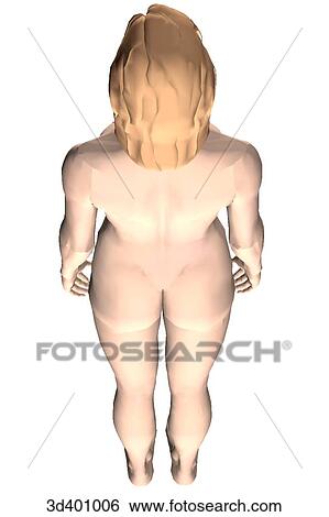 Stock Illustration - External view of an adult female seen from above.. Fotosearch
