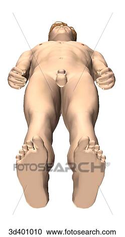External view of an adult male from below. View Large Illustration Clipart - External view of an adult male from below.. Fotosearch