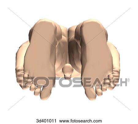 Inferior external view of an adult male. View Large Illustration Clip Art - Inferior external view of an adult male.. Fotosearch