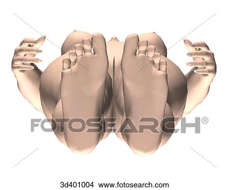 Stock Illustration - Inferior external view of an adult female.. Fotosearch