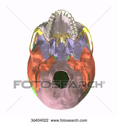 Clip Art of Inferior view of an adult articulated skull with mandible ...