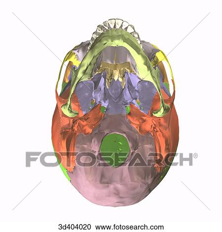Clipart - Inferior view of an adult articulated skull.. Fotosearch